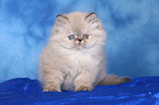 sitting persian kitten colourpoint