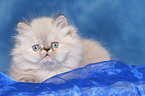 lying persian kitten colourpoint