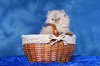 persian kitten colourpoint in basket