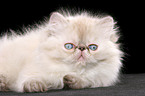 lying persian kitten colourpoint