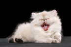 yawning persian kitten colourpoint