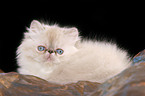 lying persian kitten colourpoint