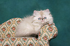 persian kitten colourpoint on sofa