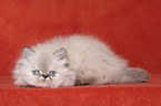 lying persian kitten colourpoint