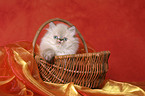 persian kitten colourpoint in basket