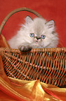 persian kitten colourpoint in basket