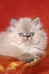 lying persian kitten colourpoint