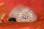 lying persian kitten colourpoint