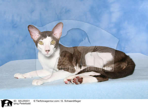 liegende Peterbald / lying Peterbald / SS-25931