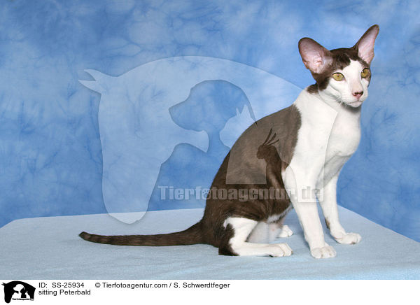sitzende Peterbald / sitting Peterbald / SS-25934