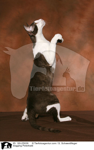 Peterbald macht Mnnchen / begging Peterbald / SS-25939