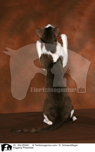 Peterbald macht Mnnchen / begging Peterbald / SS-25948