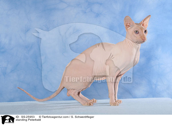 stehende Peterbald / standing Peterbald / SS-25953