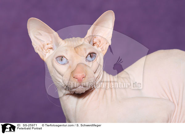 Peterbald Portrait / Peterbald Portrait / SS-25971