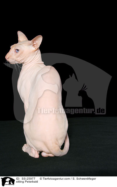 sitzende Peterbald / sitting Peterbald / SS-25977