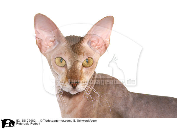 Peterbald Portrait / Peterbald Portrait / SS-25982