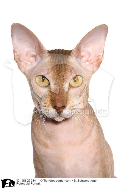 Peterbald Portrait / SS-25984