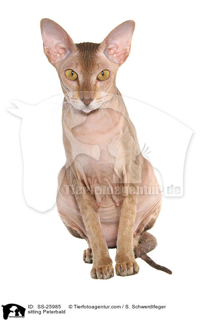 sitzende Peterbald / sitting Peterbald / SS-25985