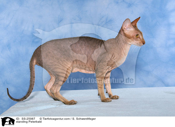 stehende Peterbald / standing Peterbald / SS-25987