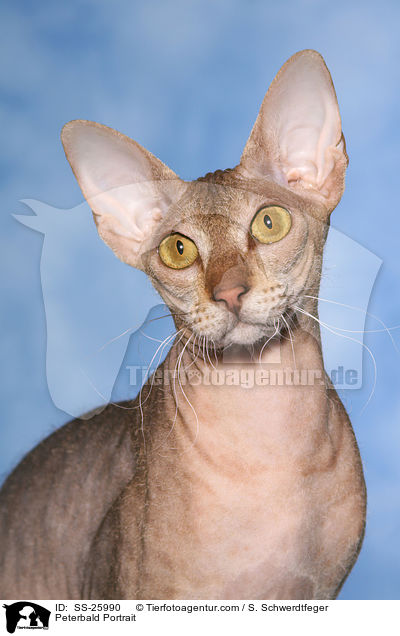 Peterbald Portrait / Peterbald Portrait / SS-25990