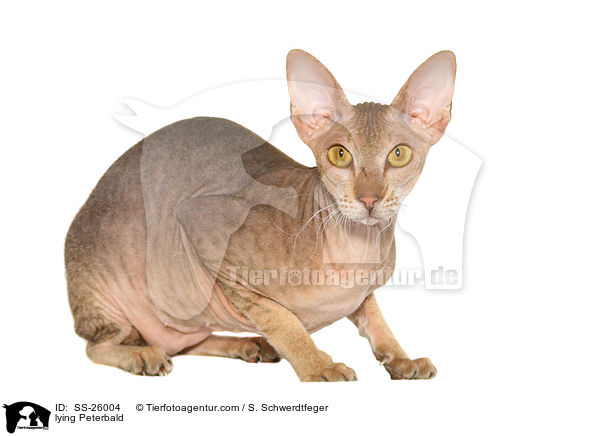 liegende Peterbald / lying Peterbald / SS-26004