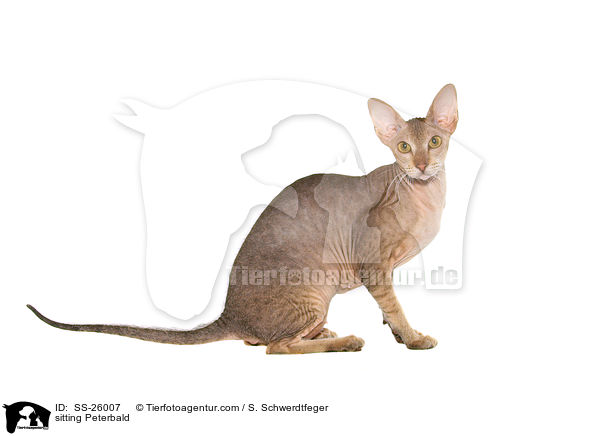 sitzende Peterbald / sitting Peterbald / SS-26007