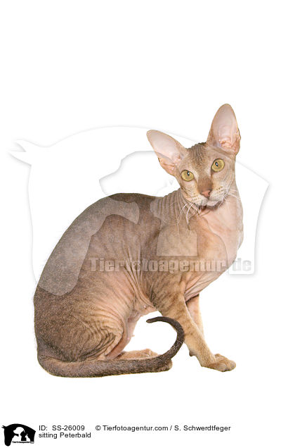 sitzende Peterbald / sitting Peterbald / SS-26009