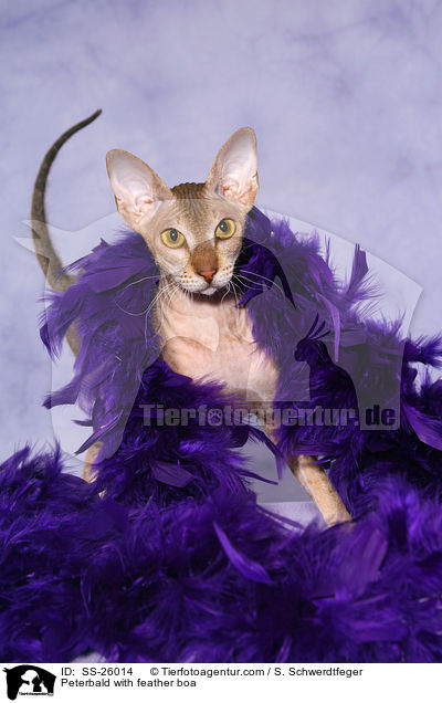 Peterbald in Federn / Peterbald with feather boa / SS-26014