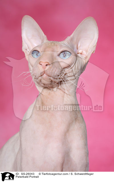 Peterbald Portrait / SS-26043
