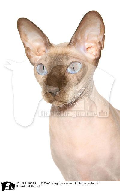 Peterbald Portrait / Peterbald Portrait / SS-26078