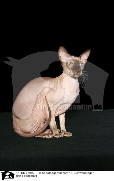 sitting Peterbald / SS-26092