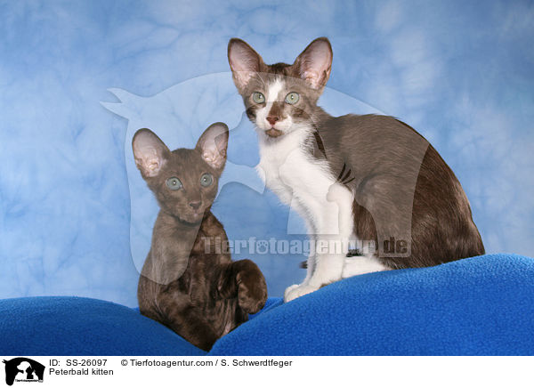 Peterbald kitten / SS-26097
