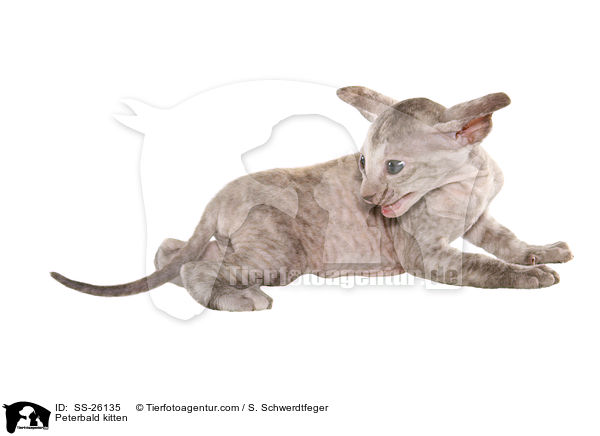 Peterbald K�tzchen / Peterbald kitten / SS-26135