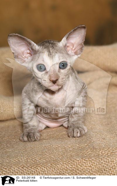 Peterbald Ktzchen / Peterbald kitten / SS-26148