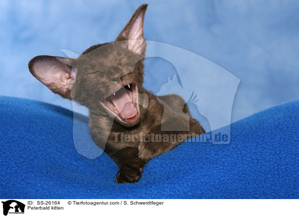 Peterbald kitten / SS-26164