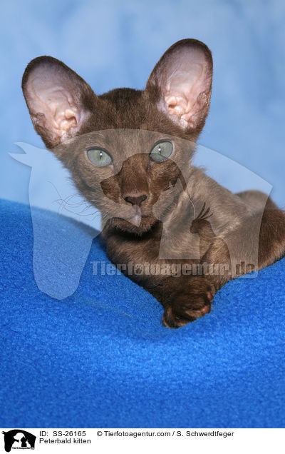 Peterbald Ktzchen / Peterbald kitten / SS-26165