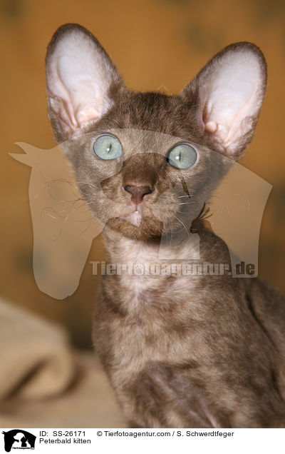 Peterbald Ktzchen / Peterbald kitten / SS-26171