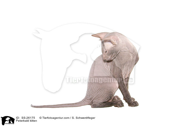 Peterbald Ktzchen / Peterbald kitten / SS-26175