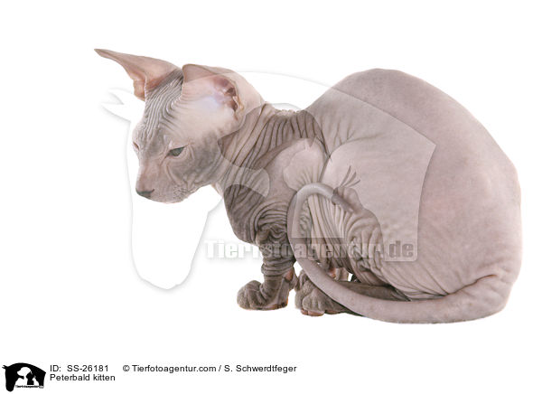 Peterbald K�tzchen / Peterbald kitten / SS-26181