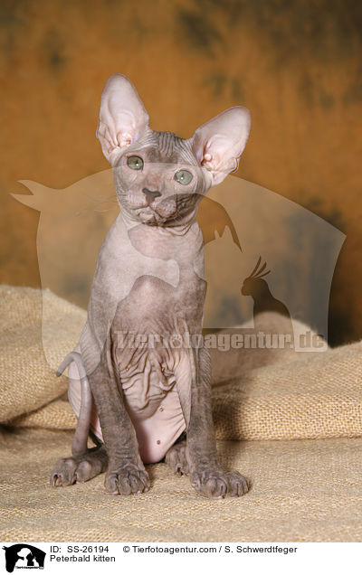 Peterbald Ktzchen / Peterbald kitten / SS-26194