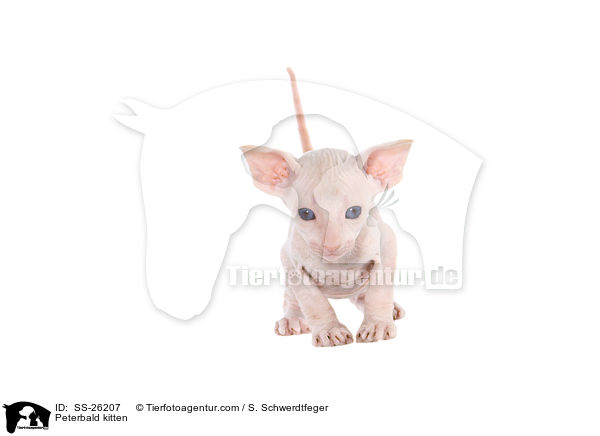 Peterbald Ktzchen / Peterbald kitten / SS-26207