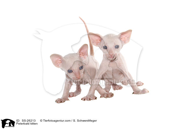 Peterbald Ktzchen / Peterbald kitten / SS-26213