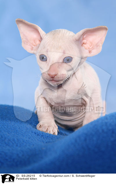 Peterbald Ktzchen / Peterbald kitten / SS-26215