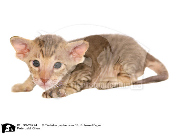 Peterbald Ktzchen / Peterbald Kitten / SS-26224