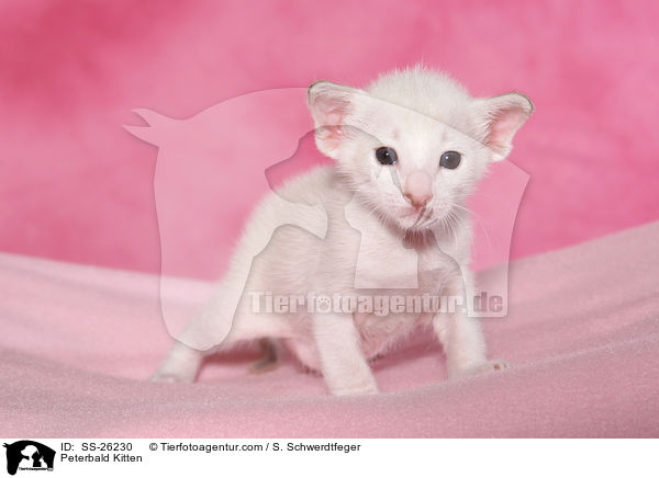 Peterbald Kitten / SS-26230