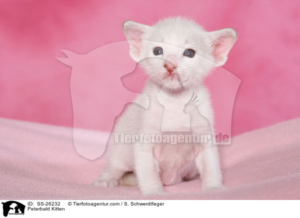 Peterbald Kitten / SS-26232