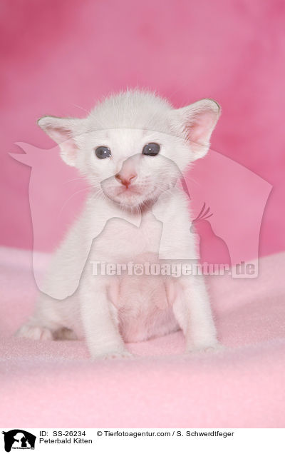 Peterbald K�tzchen / Peterbald Kitten / SS-26234