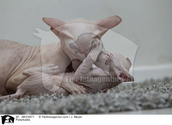 Peterbalds / Peterbalds / JM-03871