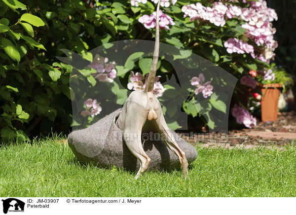 Peterbald / Peterbald / JM-03907