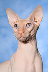 Peterbald Portrait